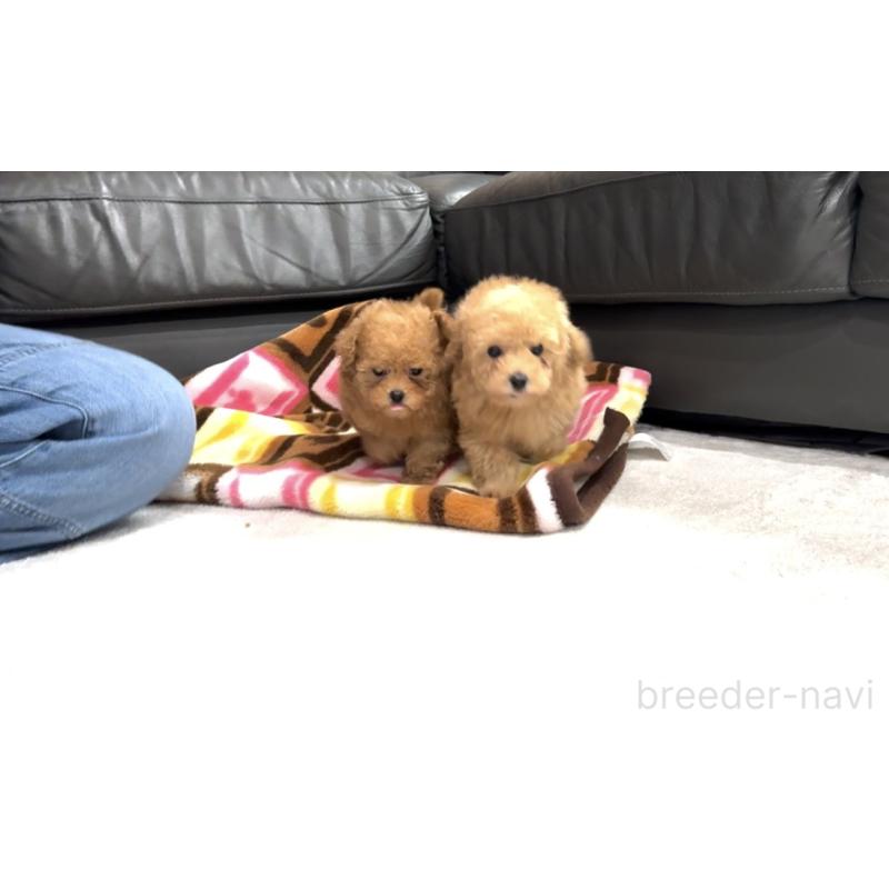 販売中の新潟県のティーカッププードル-433232の10枚目