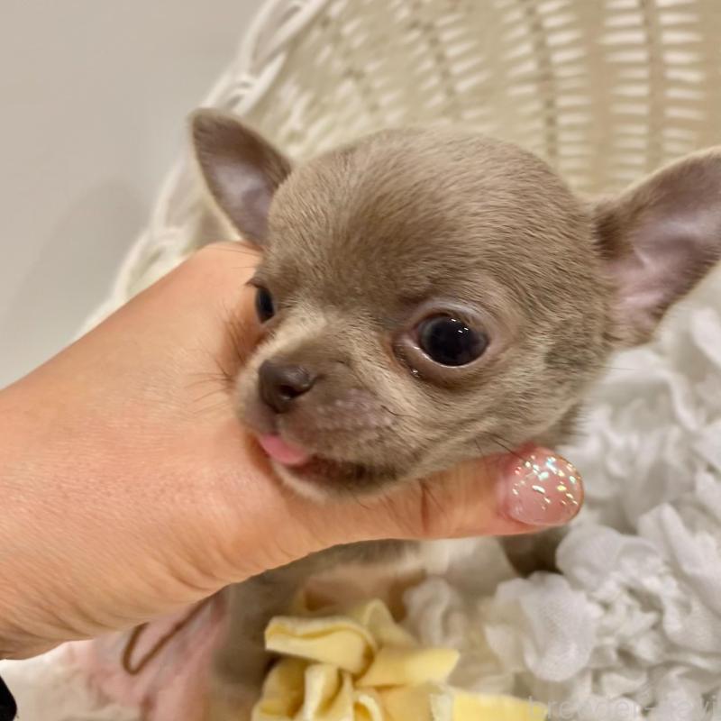 販売中の群馬県のチワワ(スムースコート)-433230の2枚目