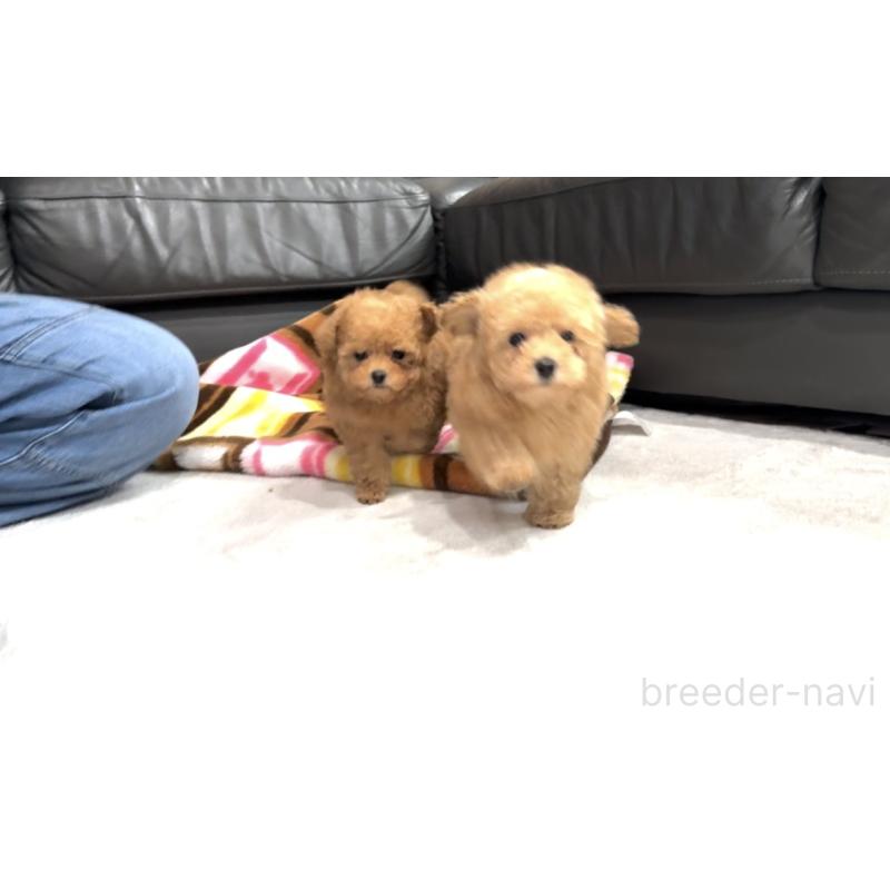 販売中の新潟県のティーカッププードル-433232の9枚目