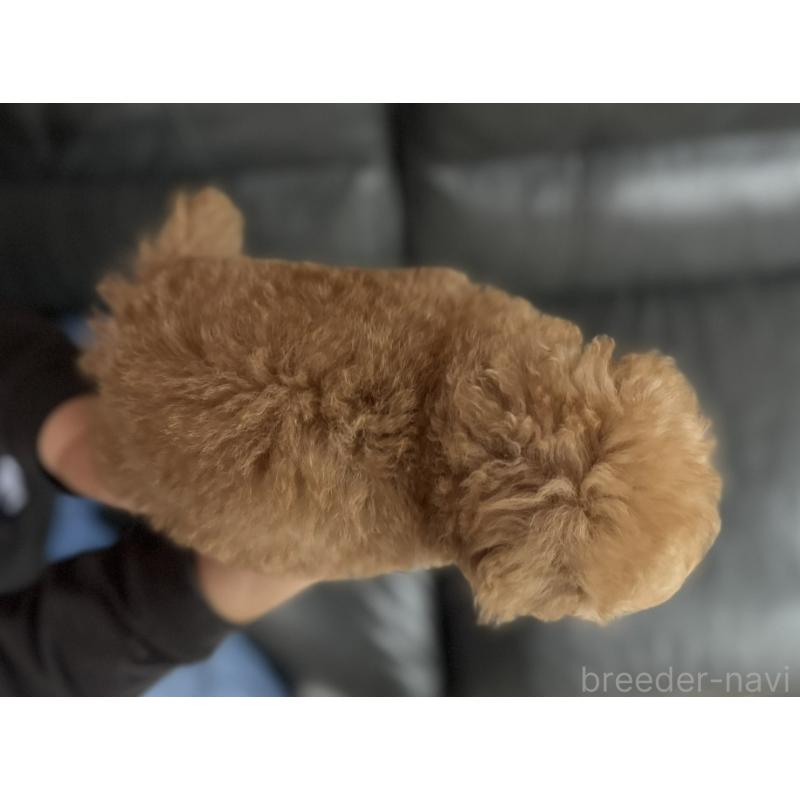 販売中の新潟県のティーカッププードル-433232の8枚目