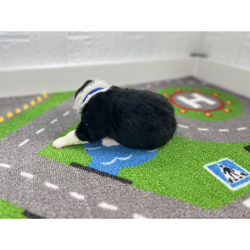 販売中の愛知県のボーダーコリー-433231の6枚目