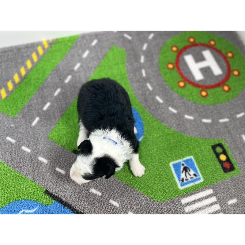 販売中の愛知県のボーダーコリー-433231の5枚目