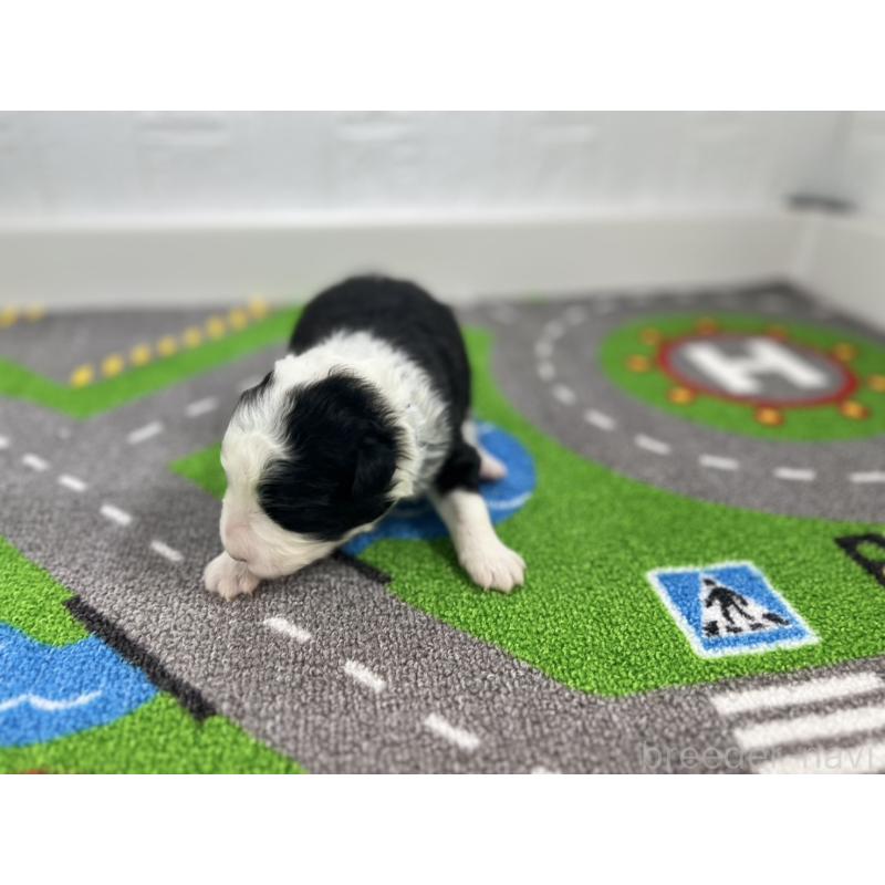 販売中の愛知県のボーダーコリー-433231の4枚目