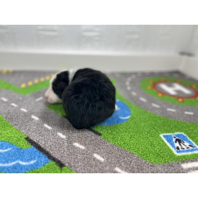 販売中の愛知県のボーダーコリー-433231の3枚目