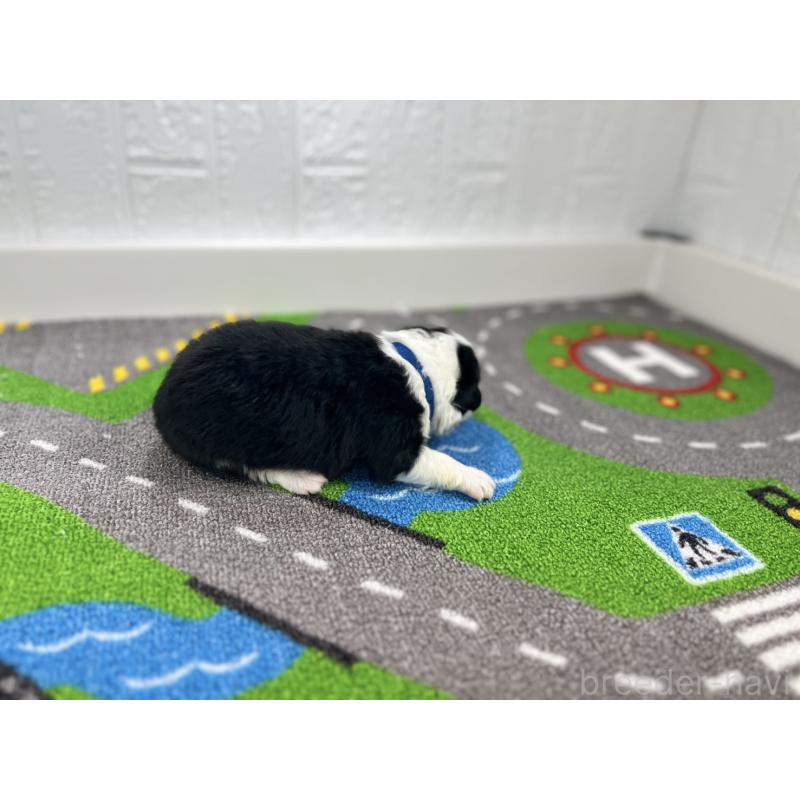 販売中の愛知県のボーダーコリー-433231の2枚目