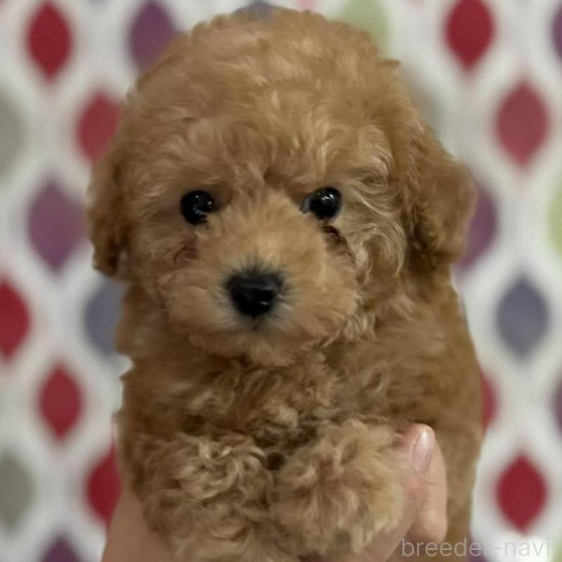 販売中の新潟県のティーカッププードル-433232