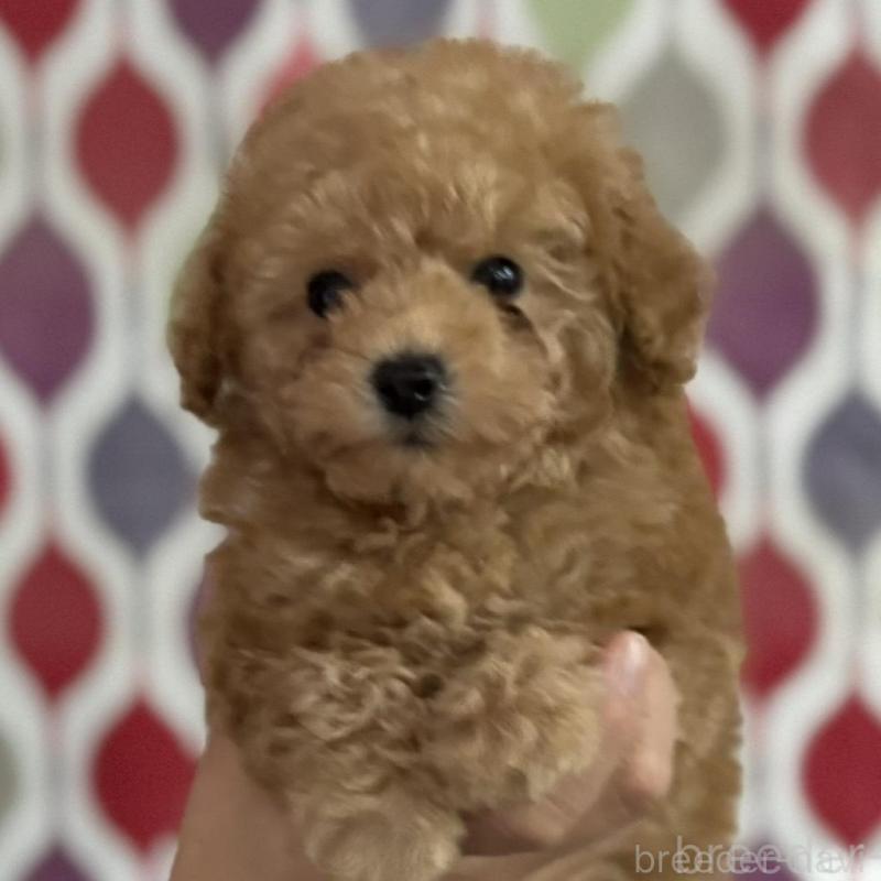 販売中の新潟県のティーカッププードル-433232の7枚目