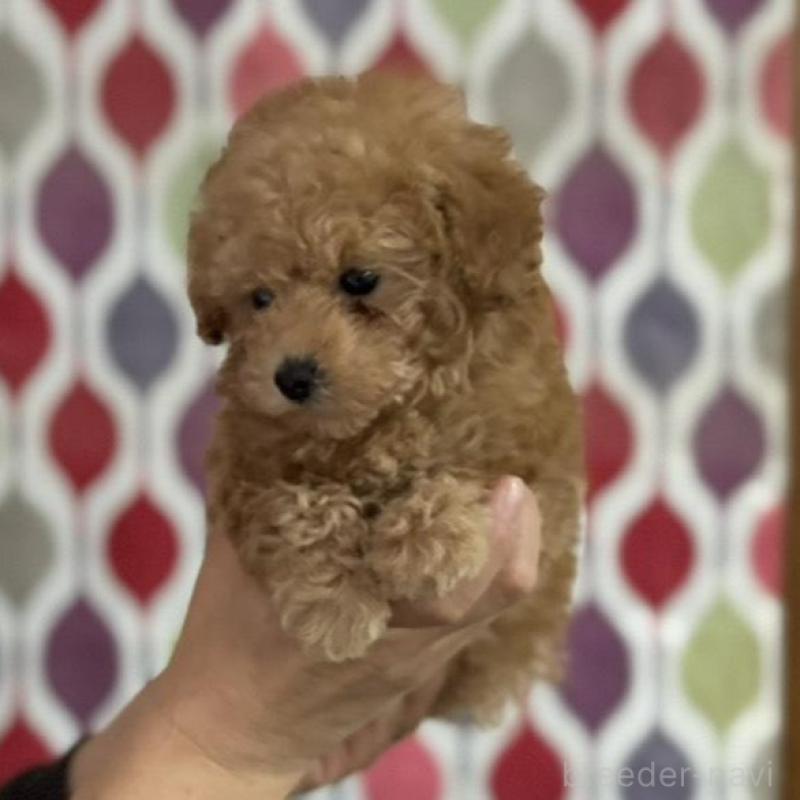 販売中の新潟県のティーカッププードル-433232の6枚目