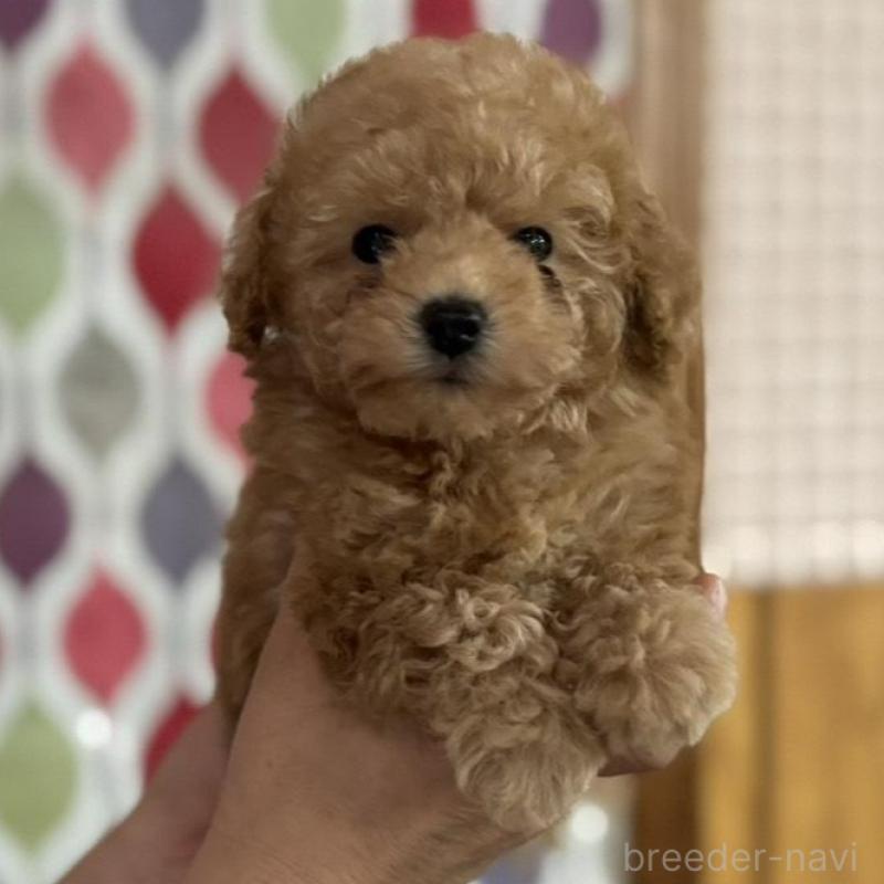 販売中の新潟県のティーカッププードル-433232の5枚目