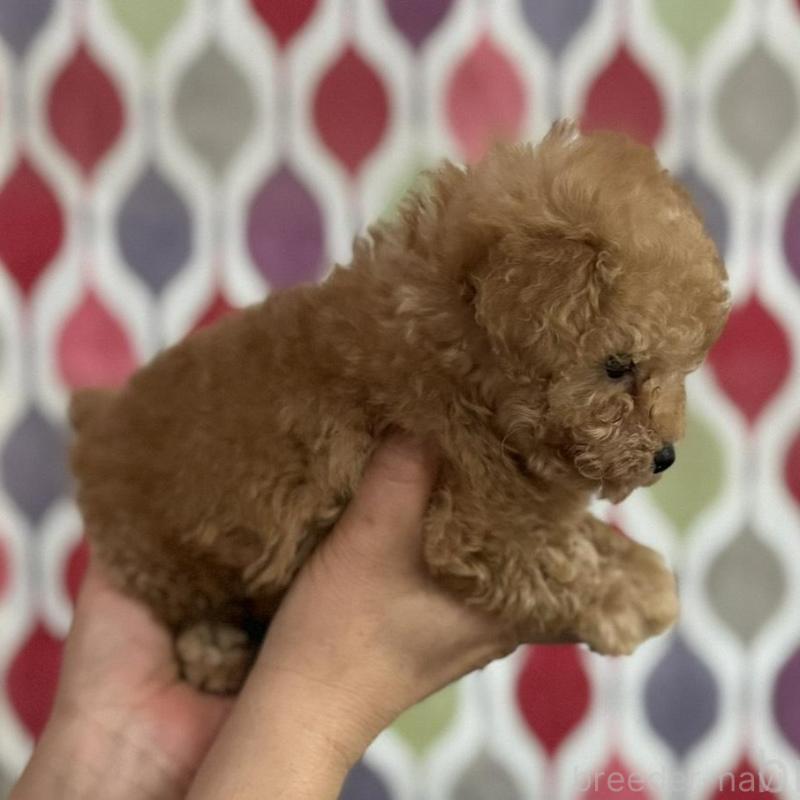 販売中の新潟県のティーカッププードル-433232の4枚目