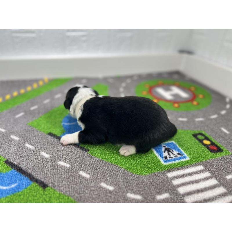 販売中の愛知県のボーダーコリー-433233の6枚目