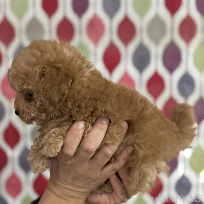 販売中の新潟県のティーカッププードル-433232の3枚目