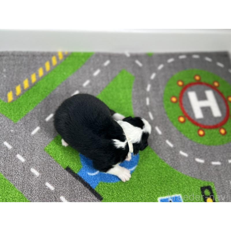 販売中の愛知県のボーダーコリー-433233の5枚目