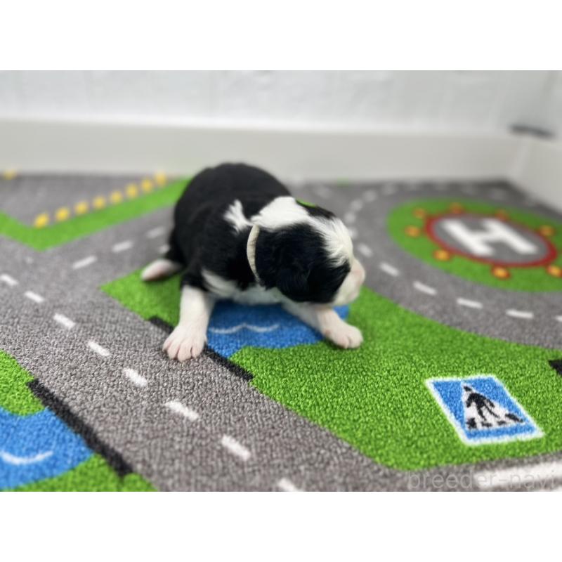 販売中の愛知県のボーダーコリー-433233の4枚目