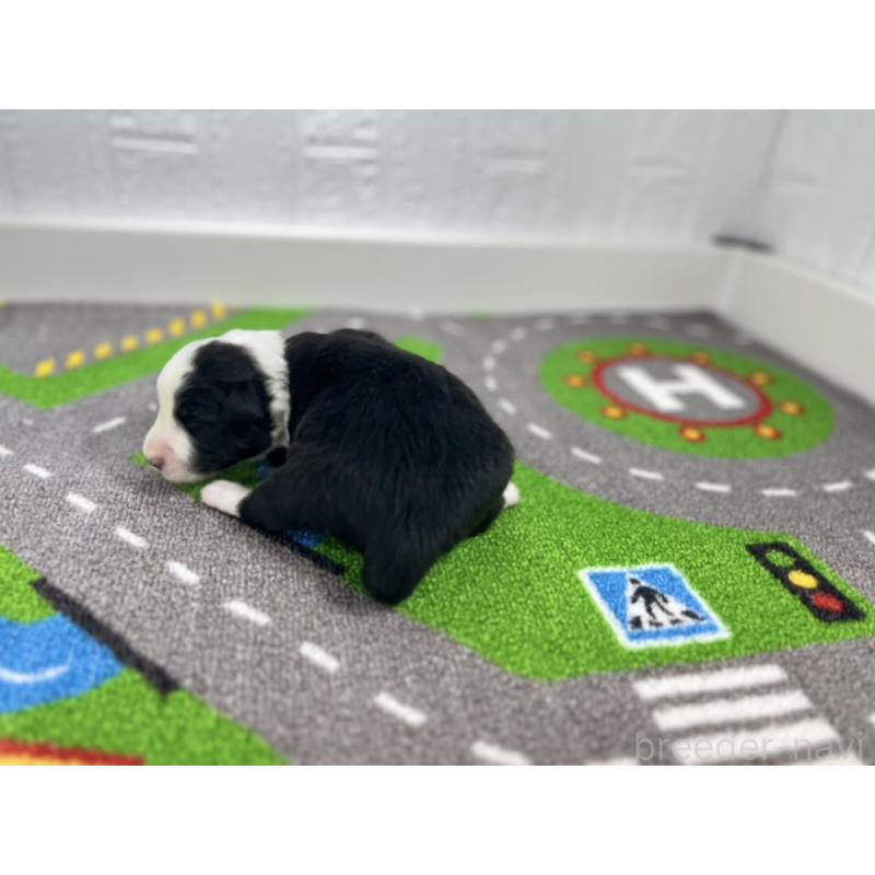 販売中の愛知県のボーダーコリー-433233の3枚目