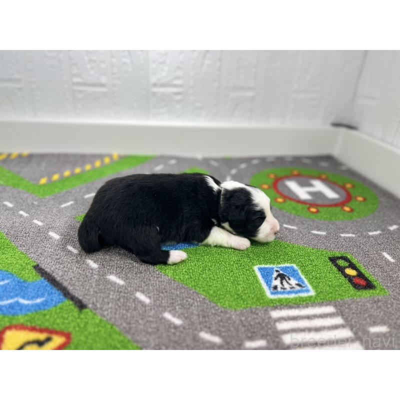 販売中の愛知県のボーダーコリー-433233の2枚目