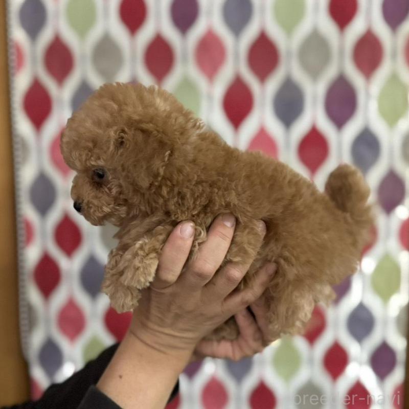 販売中の新潟県のティーカッププードル-433232の2枚目