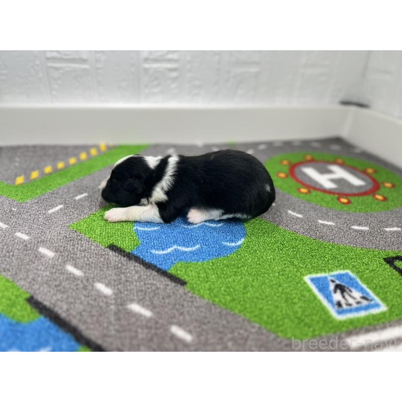 販売中の愛知県のボーダーコリー-433234の6枚目