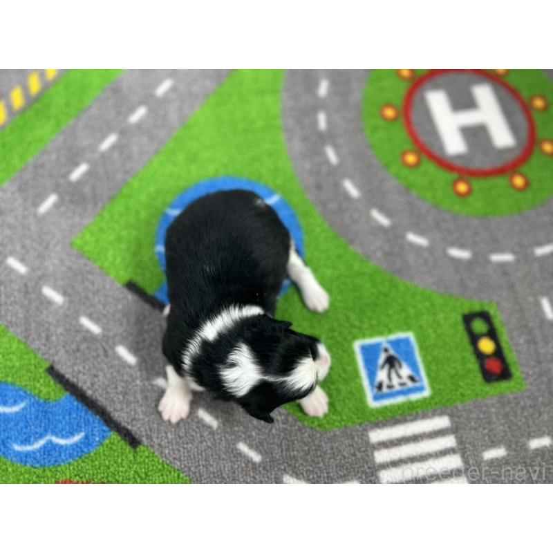 販売中の愛知県のボーダーコリー-433234の5枚目