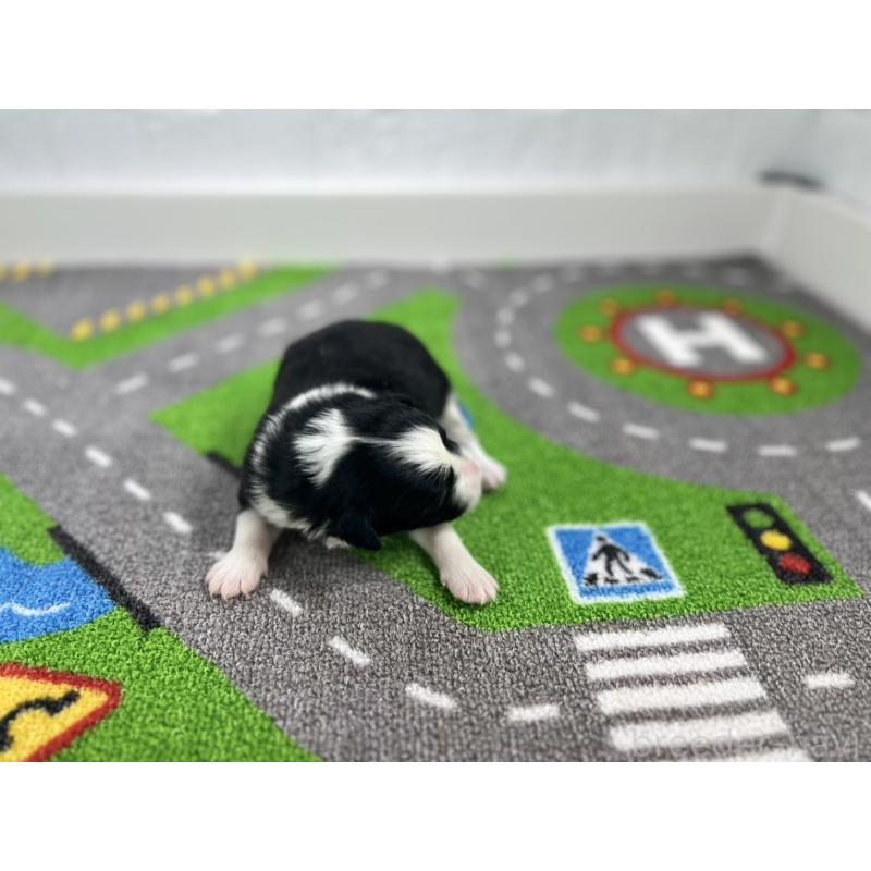 販売中の愛知県のボーダーコリー-433234の4枚目