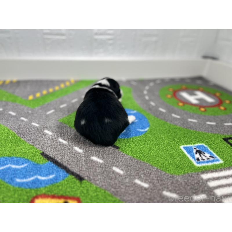 販売中の愛知県のボーダーコリー-433234の3枚目