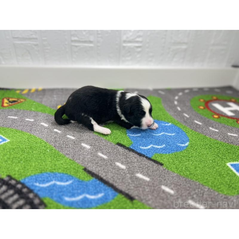 販売中の愛知県のボーダーコリー-433234の2枚目