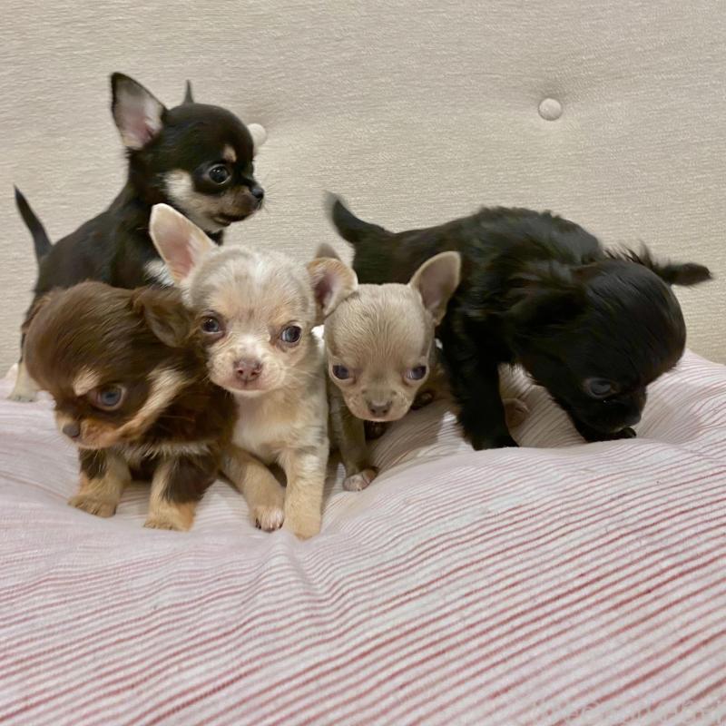 販売中の群馬県のチワワ(スムースコート)-433235の10枚目