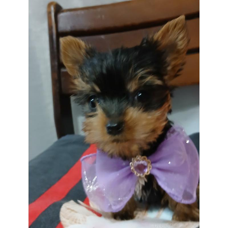 成約済の京都府のヨークシャーテリア-429970の6枚目