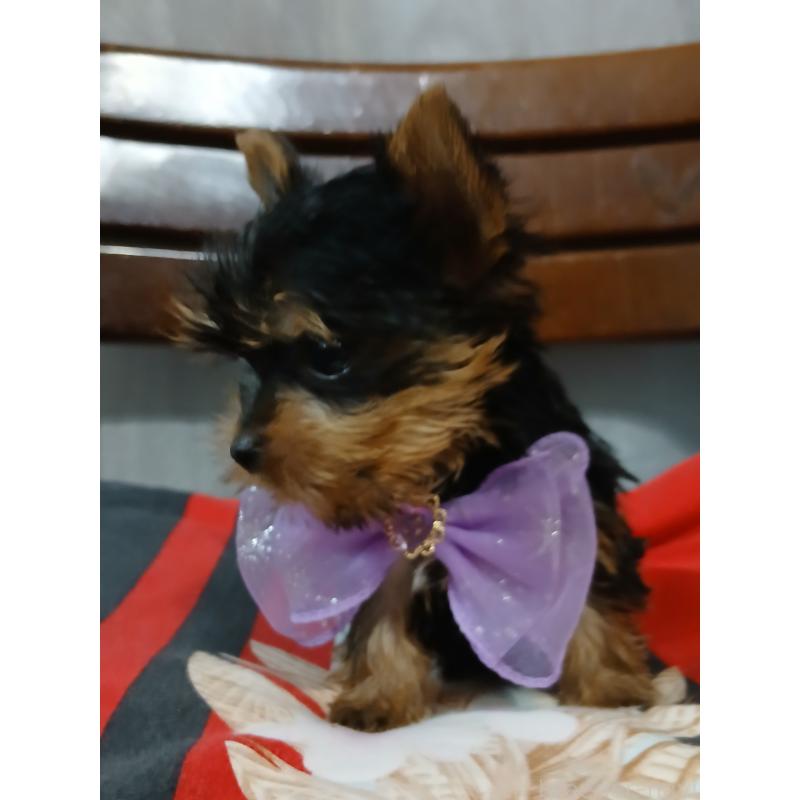 成約済の京都府のヨークシャーテリア-429970の5枚目