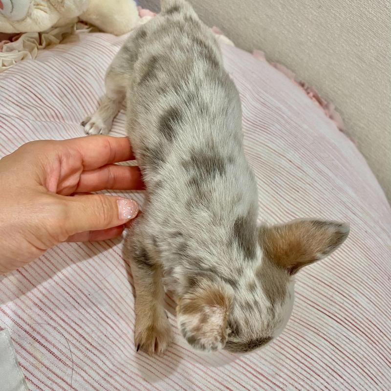 販売中の群馬県のチワワ(スムースコート)-433235の9枚目