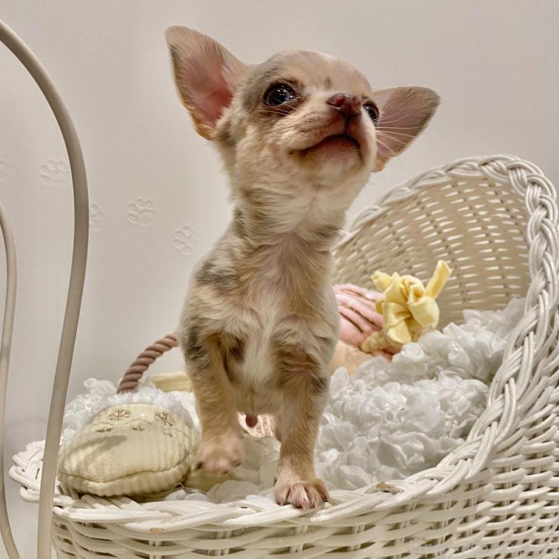 販売中の群馬県のチワワ(スムースコート)-433235の8枚目