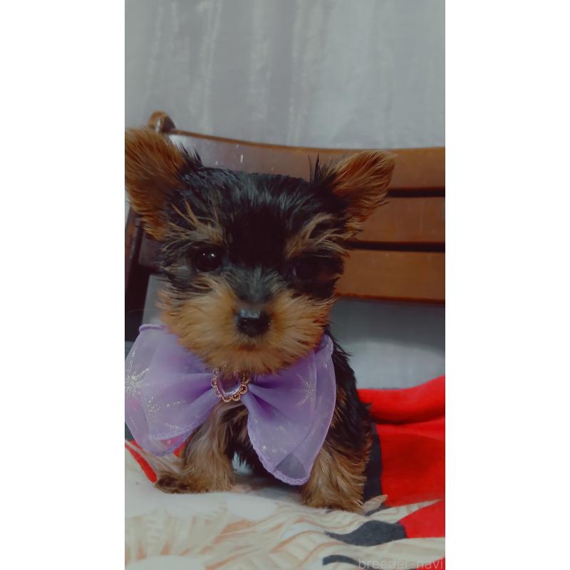 成約済の京都府のヨークシャーテリア-429970の3枚目