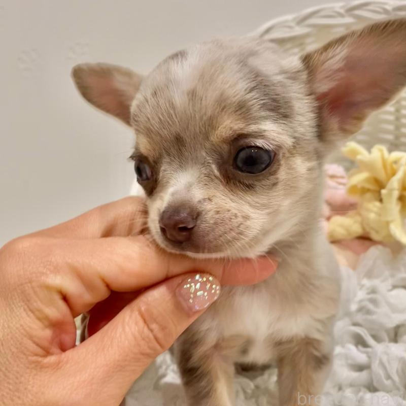 販売中の群馬県のチワワ(スムースコート)-433235の7枚目