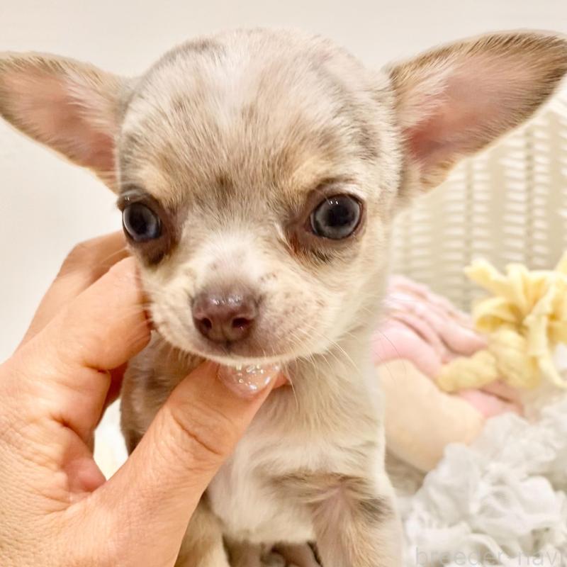 販売中の群馬県のチワワ(スムースコート)-433235の6枚目