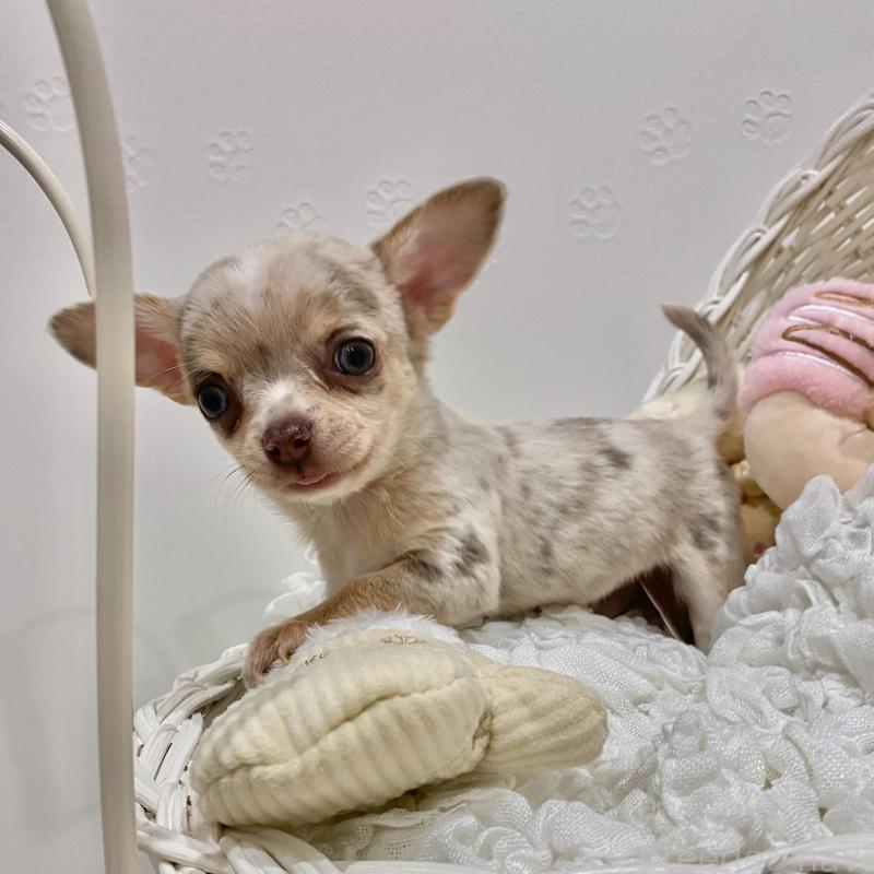 販売中の群馬県のチワワ(スムースコート)-433235の5枚目