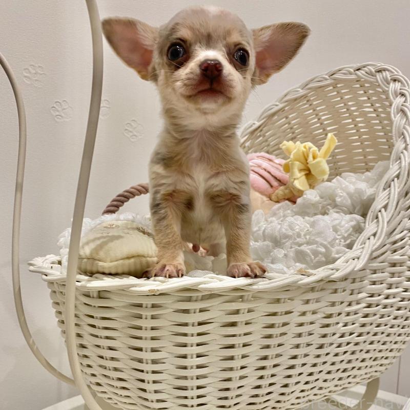 販売中の群馬県のチワワ(スムースコート)-433235の4枚目