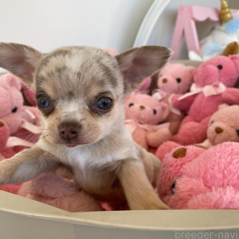 販売中の群馬県のチワワ(スムースコート)-433235の3枚目