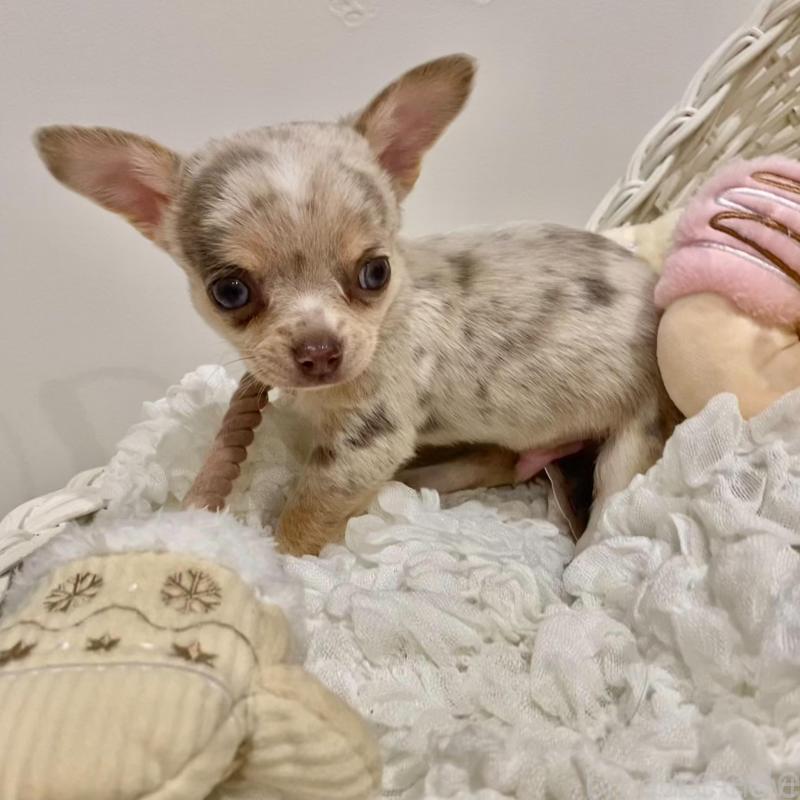 販売中の群馬県のチワワ(スムースコート)-433235の2枚目