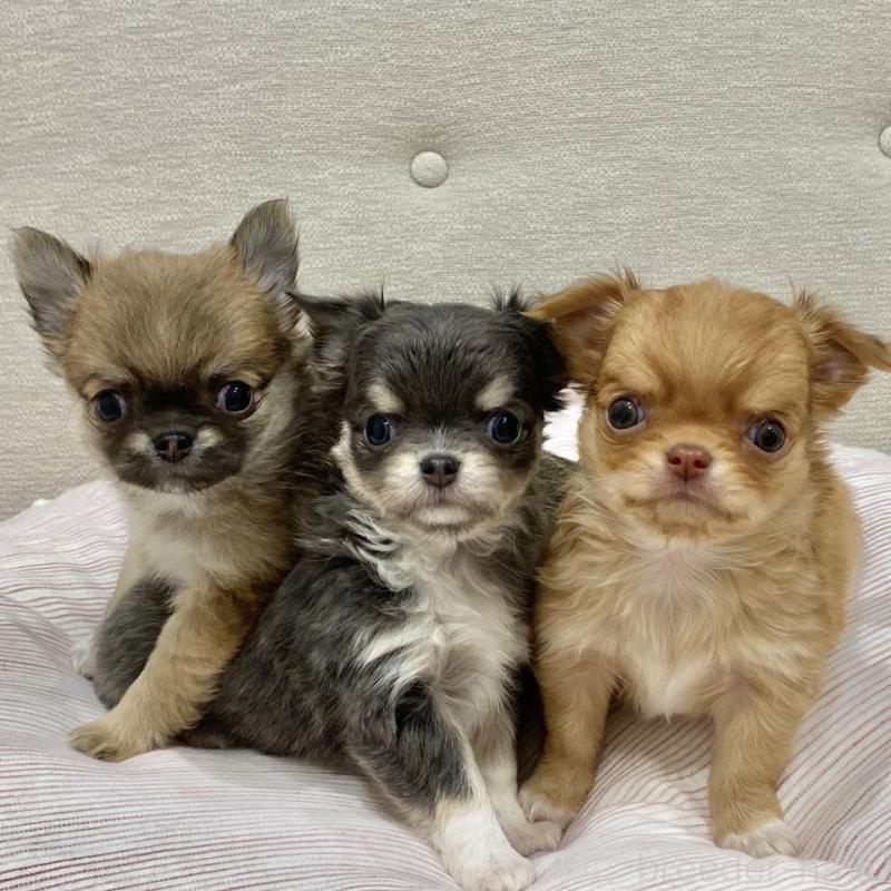 販売中の群馬県のチワワ(ロングコート)-433236の12枚目