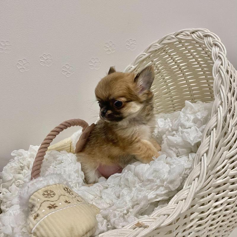 販売中の群馬県のチワワ(ロングコート)-433236の11枚目