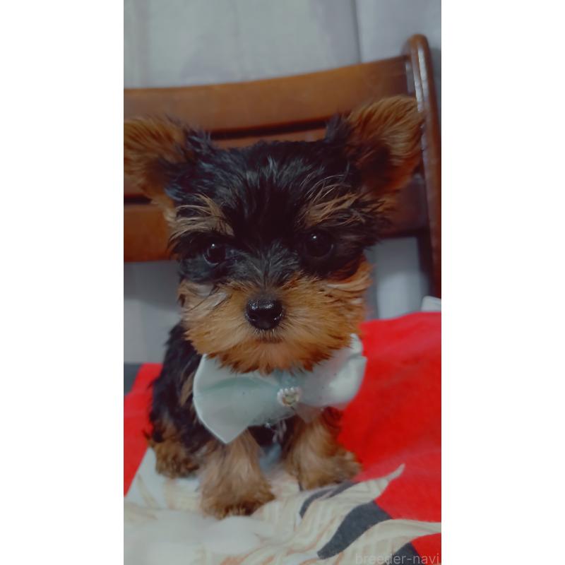 成約済の京都府のヨークシャーテリア-429971の6枚目