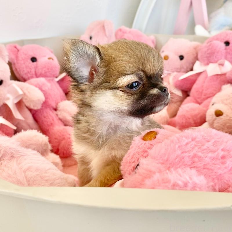 販売中の群馬県のチワワ(ロングコート)-433236の10枚目