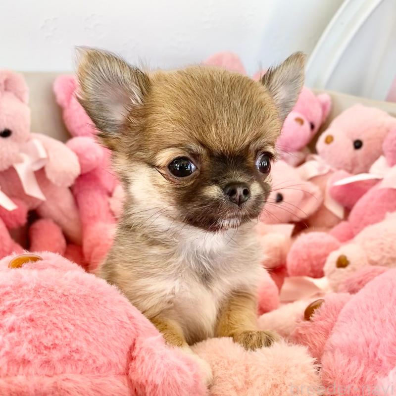 販売中の群馬県のチワワ(ロングコート)-433236の9枚目