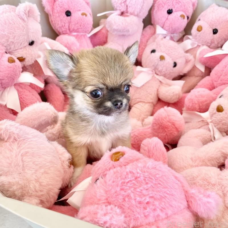 販売中の群馬県のチワワ(ロングコート)-433236の8枚目