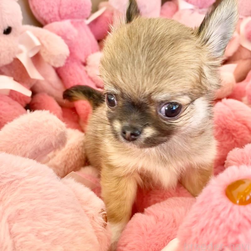 販売中の群馬県のチワワ(ロングコート)-433236の7枚目