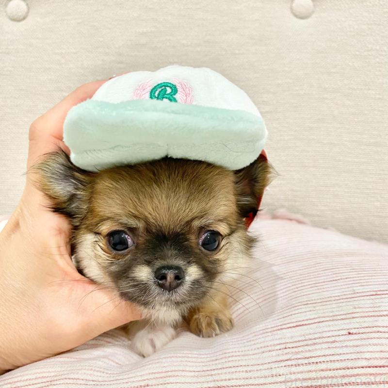 販売中の群馬県のチワワ(ロングコート)-433236の6枚目