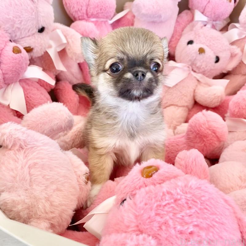 販売中の群馬県のチワワ(ロングコート)-433236の5枚目