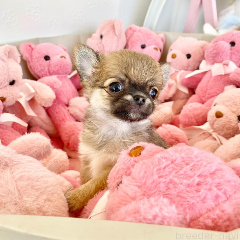 販売中の群馬県のチワワ(ロングコート)-433236の4枚目