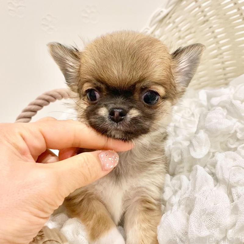 販売中の群馬県のチワワ(ロングコート)-433236の3枚目