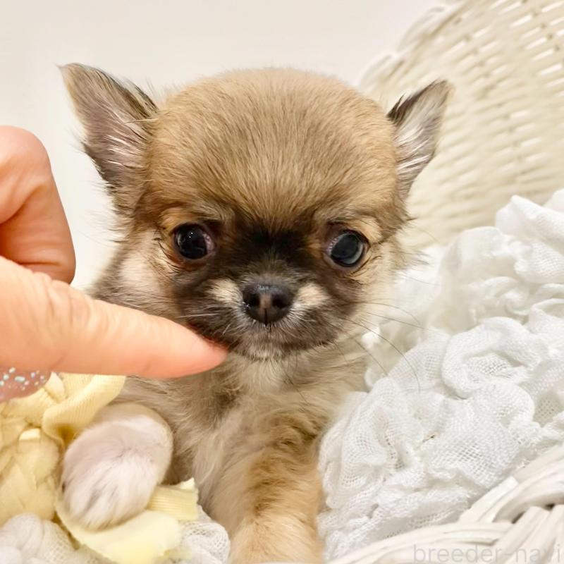 販売中の群馬県のチワワ(ロングコート)-433236の2枚目